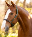 Capella Headcollar